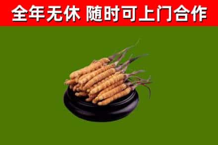 崇明区回收散虫草