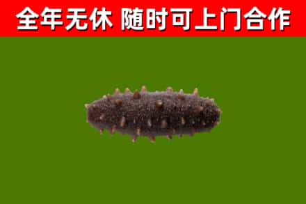 崇明区回收海参干